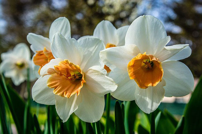 Narcissus Tazetta Flower Seed for Planting 100 - Tazetta for planting in home garden